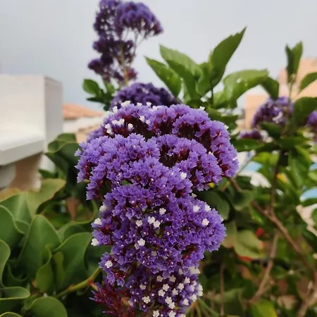 Golden Paradise Seaview