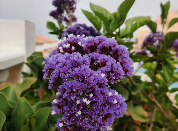 Golden Paradise Seaview